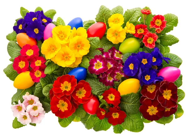 Assorted primula flowers with easter eggs decoration — Stock Photo, Image