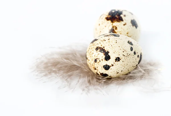 Quail eggs with feather over white — Stock Photo, Image