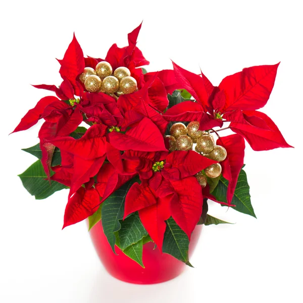 Red poinsettia. christmas flower with golden decoration — Stock Photo, Image