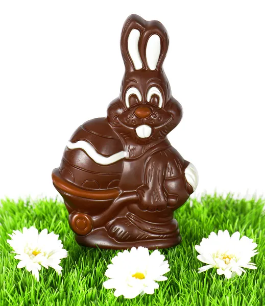 Chocolate easter bunny with daisy flowers — Stock Photo, Image