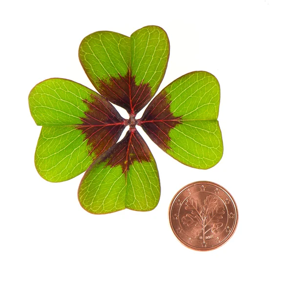 Symbols of luck. coin and shamrock leaf — Stock Photo, Image