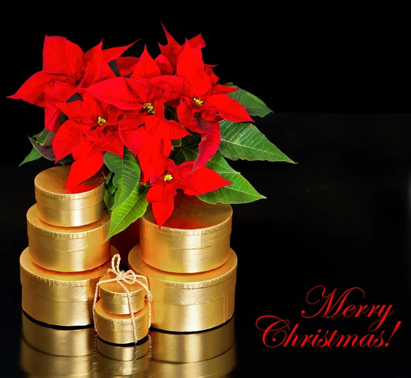Red christmas flower poinsettia with golden gifts — Stock Photo, Image