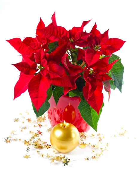 Roter Weihnachtsstern. Weihnachtsblume mit goldener Dekoration — Stockfoto