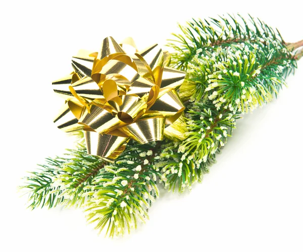 Evergreen tree with golden ribbon — Stock Photo, Image