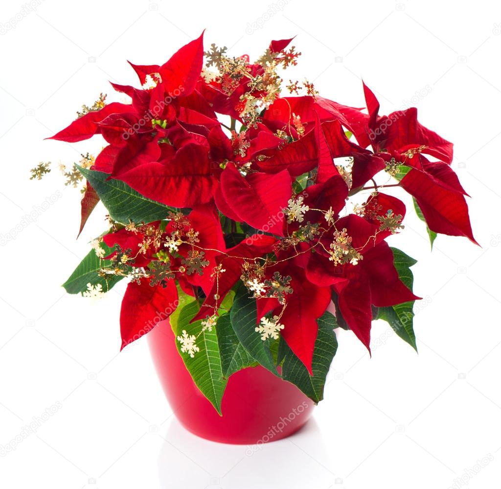 red poinsettia. christmas flower with golden decoration