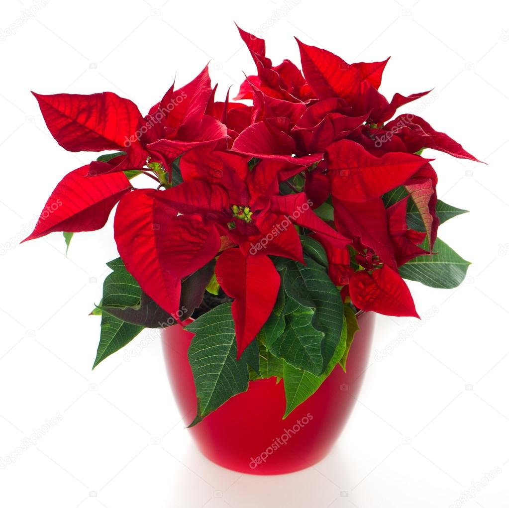 red christmas flower poinsettia