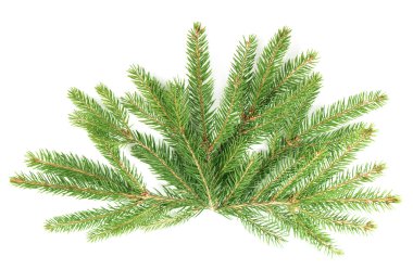 beyaz izole Noel ağacının dalını