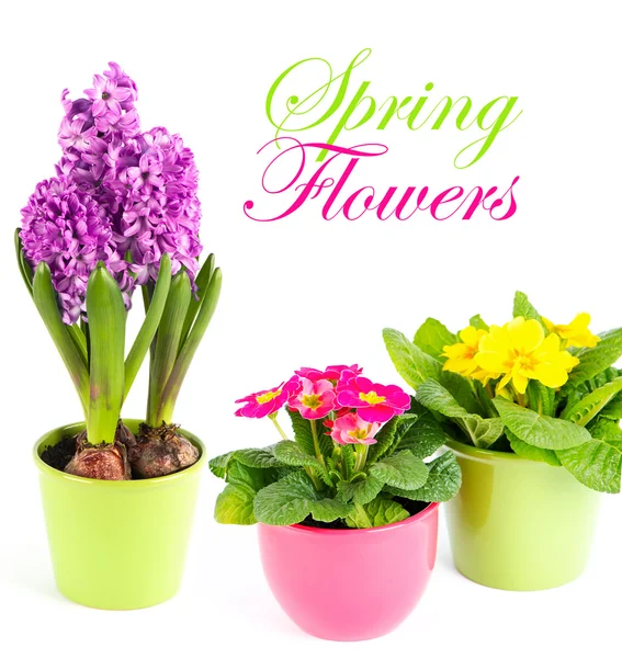 Colorful spring flowers. primulas and hyacinth — Stock Photo, Image