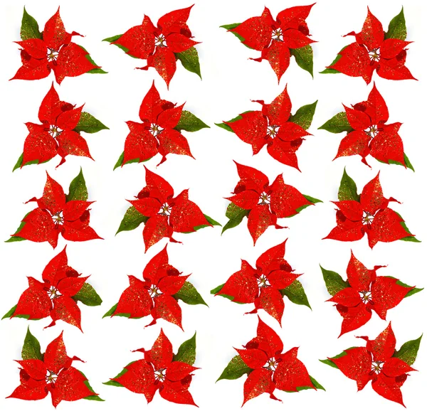 Weihnachtsstern. Hintergrund mit roten Weihnachtsblumen — Stockfoto