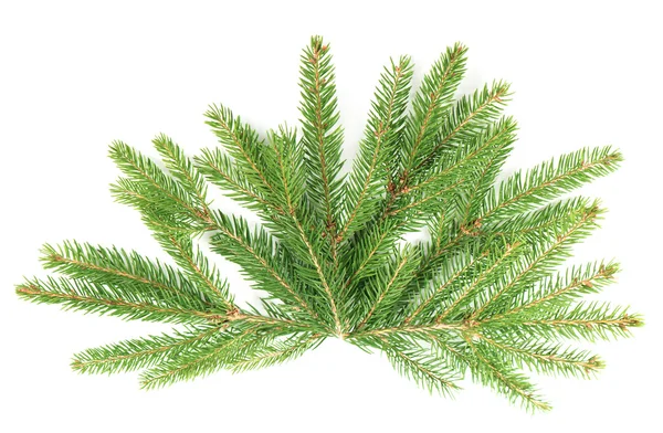 Branch of christmas tree isolated on white — Stock Photo, Image