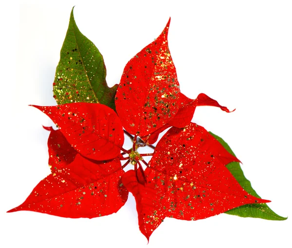 Rode poinsettia. Kerstmis bloem — Stockfoto