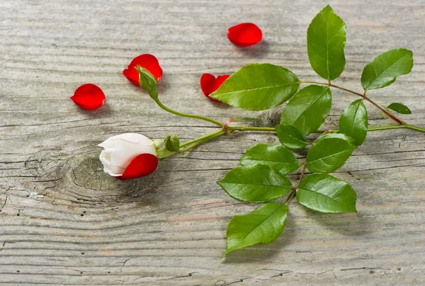 Bud van zachte witte roos met groene bladeren en rode bloemblaadjes — Stockfoto