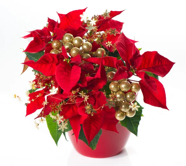 Roter Weihnachtsstern. Weihnachtsblume mit goldener Dekoration — Stockfoto