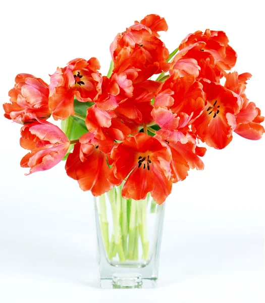 Tulipani rossi — Foto Stock