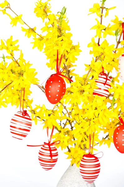 Kwiaty forsycji z czerwone pisanki — Zdjęcie stockowe