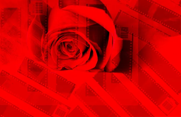 Rosa rossa su sfondo rosso — Foto Stock