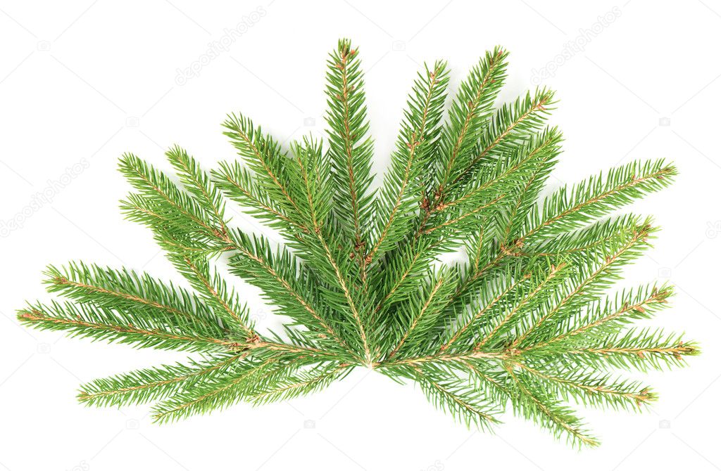 branch of christmas tree isolated on white