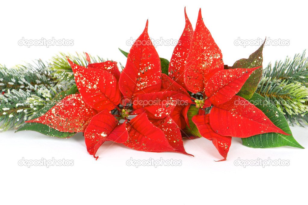 Julstjärna röd jul blomma. festlig dekoration — Stockfotografi