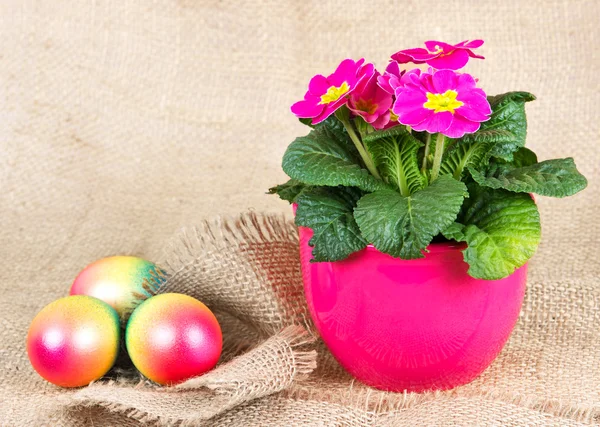 Colorful easter eggs and beautiful primula flowers — Stock Photo, Image