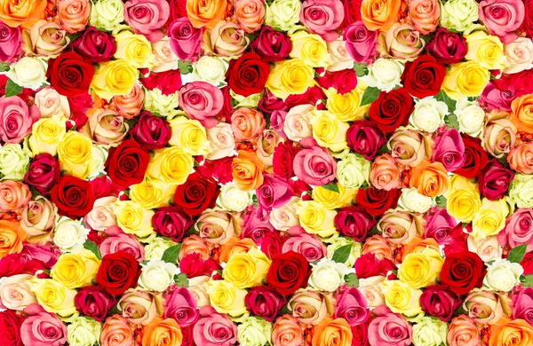 Rose. cornice fiori colorati — Foto Stock