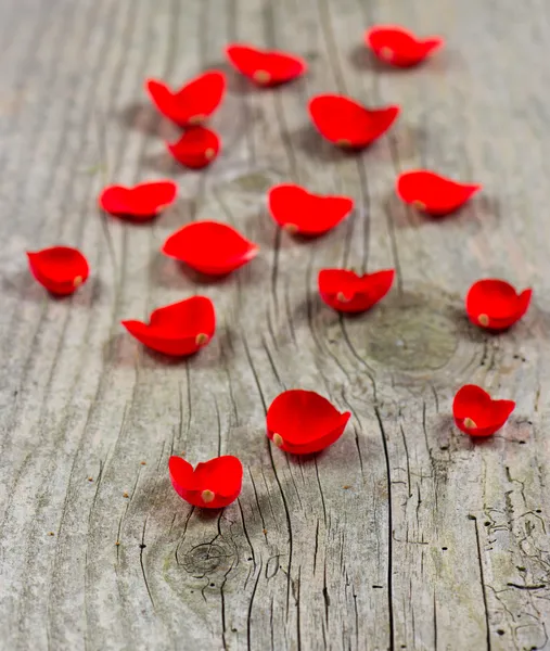 Blütenblätter roter Rose über hölzernem Hintergrund — Stockfoto