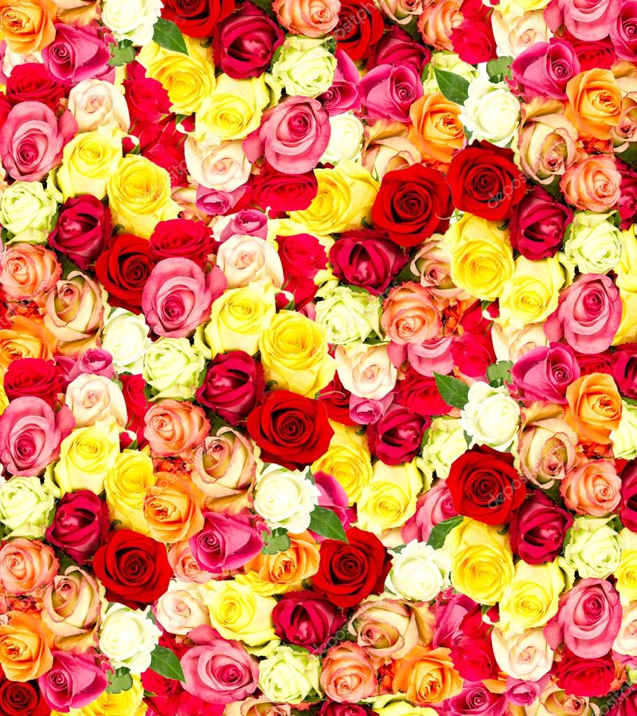 Wallpapers Hd Flowers Roses Roses Colorful Flowers Wallpaper Stock Photo C Liligraphie