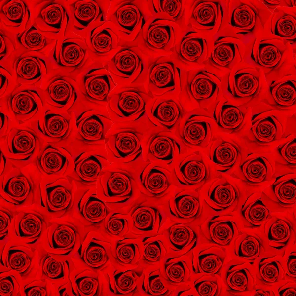 Fond de fleur. nombreuses roses rouges — Photo