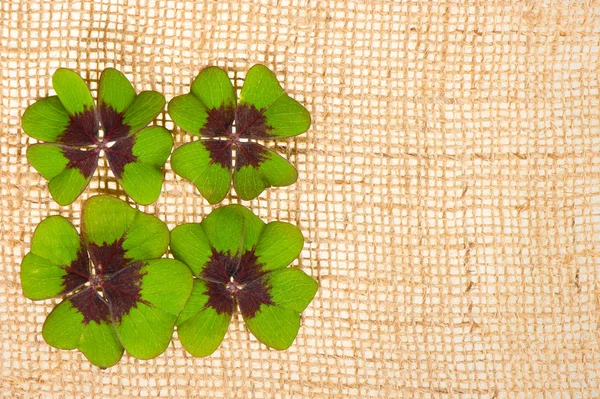 Fresh green clover leaves on burlap — Stock Photo, Image