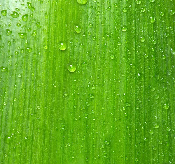 Grünes Blatt mit Wassertropfen — Stockfoto