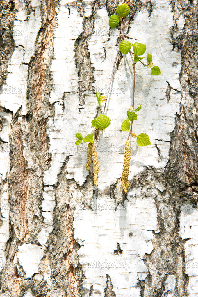 birch tree with green leaves