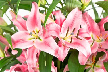 pembe lily çiçek