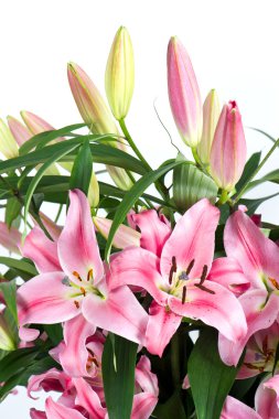 pembe lily çiçek