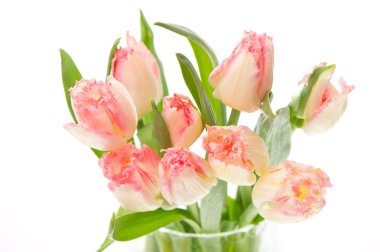 Beyaz arka planda güzel yumuşak bahar laleleri