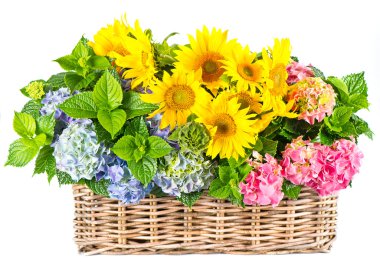 renkli ayçiçeği ve HORTENSIA