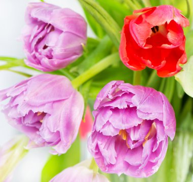 renkli taze Lale çiçek yakın çekim