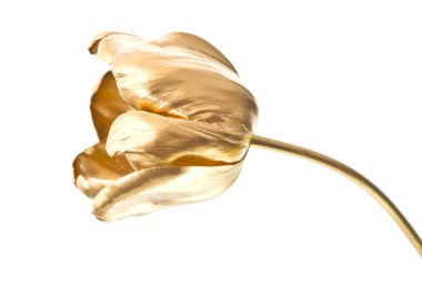 golden tulip çiçek üzerinde beyaz izole