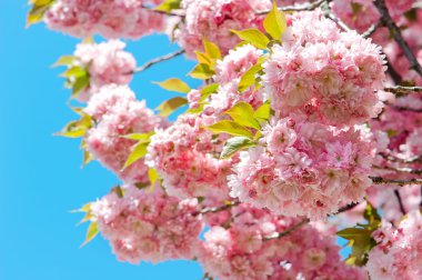 üzerinde mavi gökyüzü pembe kiraz çiçek