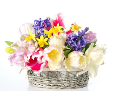 Lale, nergis ve sümbül. renkli bahar çiçekleri