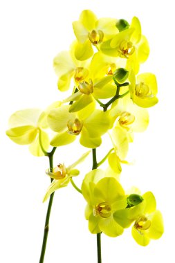 Beyaz güzel sarı orkide çiçek