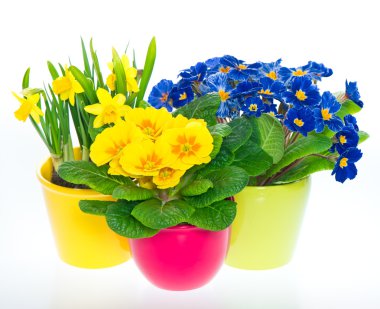 primulas ve renkli tencere nergis