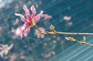 güneşli güzel bahar Manolya