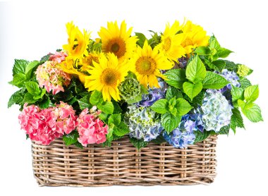 renkli ayçiçeği ve üzerinde beyaz izole HORTENSIA