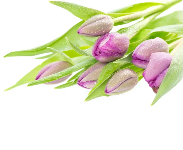 Букет свежих весенних цветов тюльпанов с капельками воды — стоковое фото