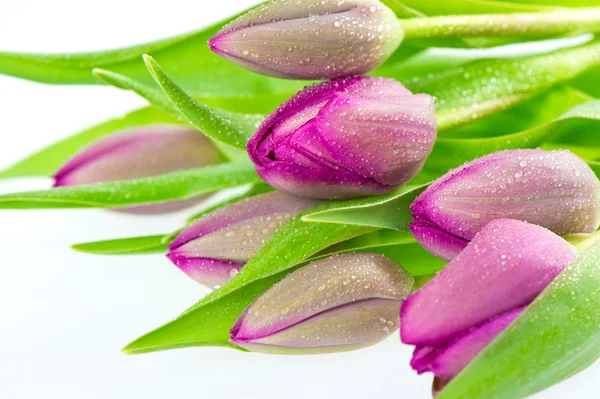 Flores frescas de tulipán de primavera con gotas de agua —  Fotos de Stock