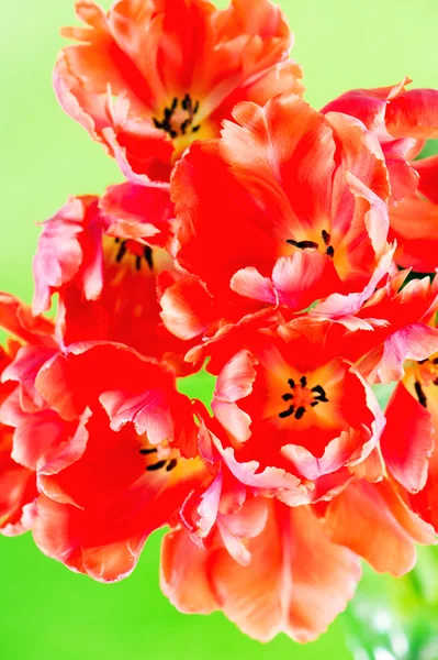 Rote Tulpen auf grünem Hintergrund — Stockfoto