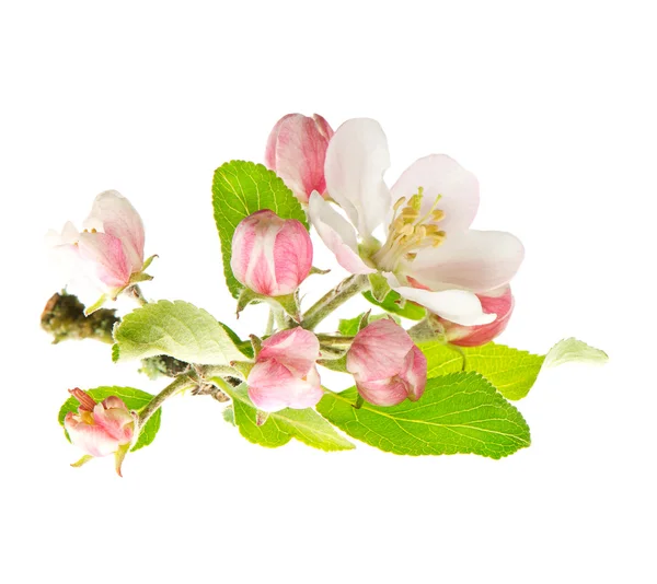 Fleurs de pommier isolées sur blanc — Photo