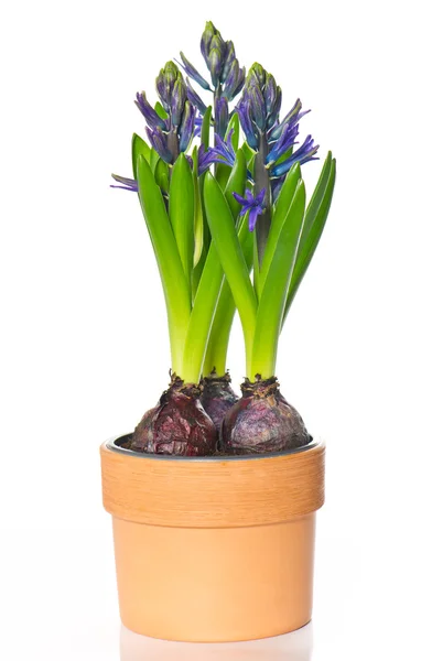 Flor de jacinto de primavera roxa em vaso — Fotografia de Stock