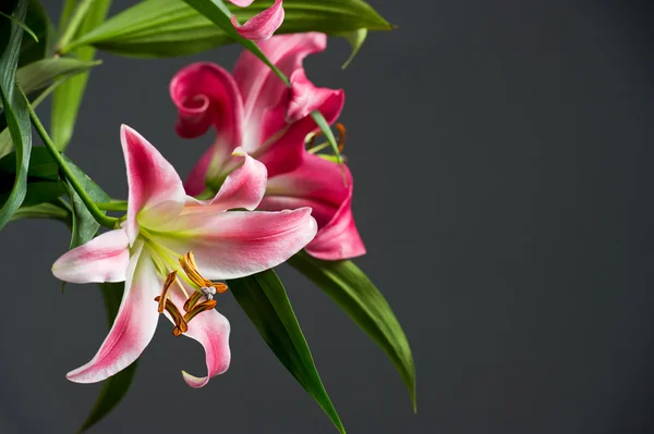 Pink lily flowers on black background — Stock Photo, Image