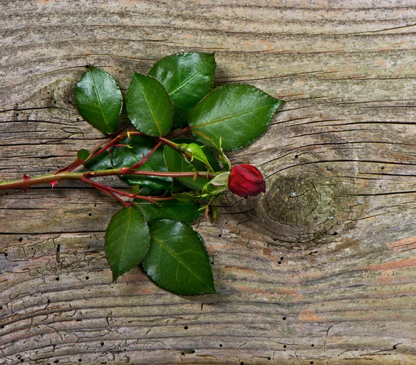 Bud av mörk röd ros med gröna blad över trä bakgrund — Stockfoto