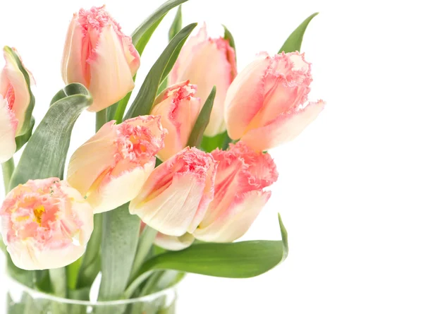 Tulipes printanières douces sur blanc — Photo